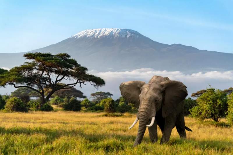 Amboseli Elephant Trail