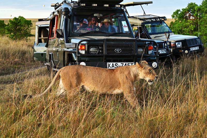 Maasai Mara Wildlife Safari