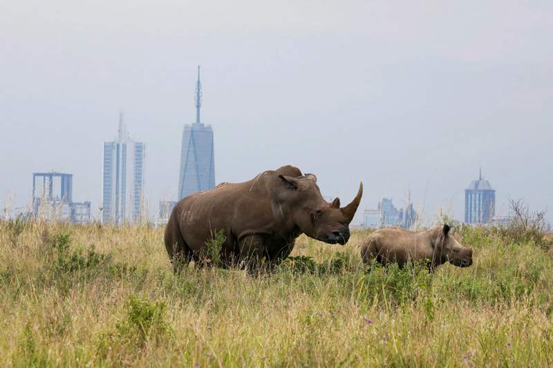 Nairobi National Park