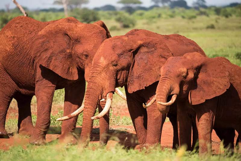 Tsavo East & West National Parks