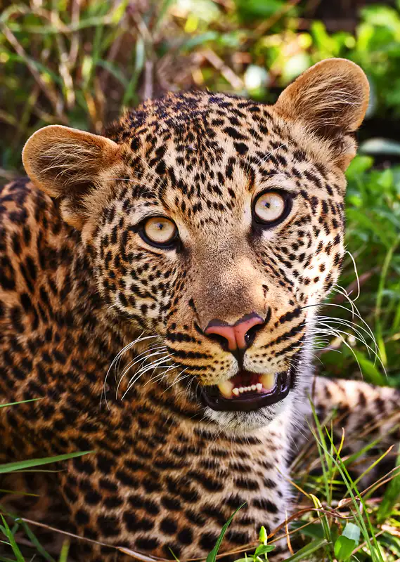 Leopard