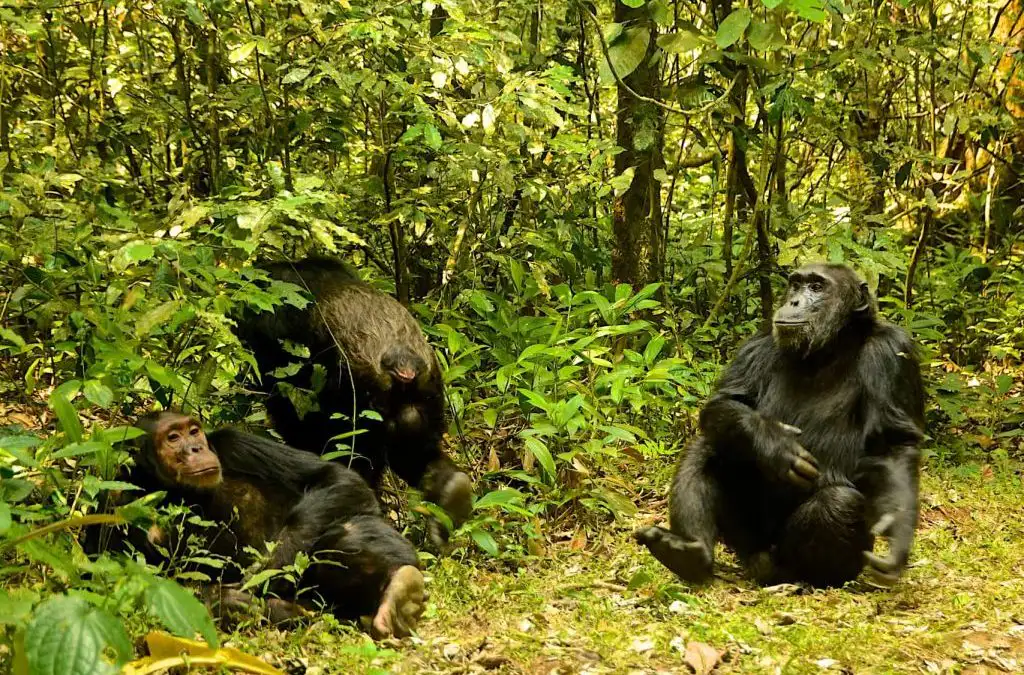 Nyungwe
