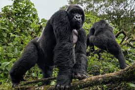 Virunga