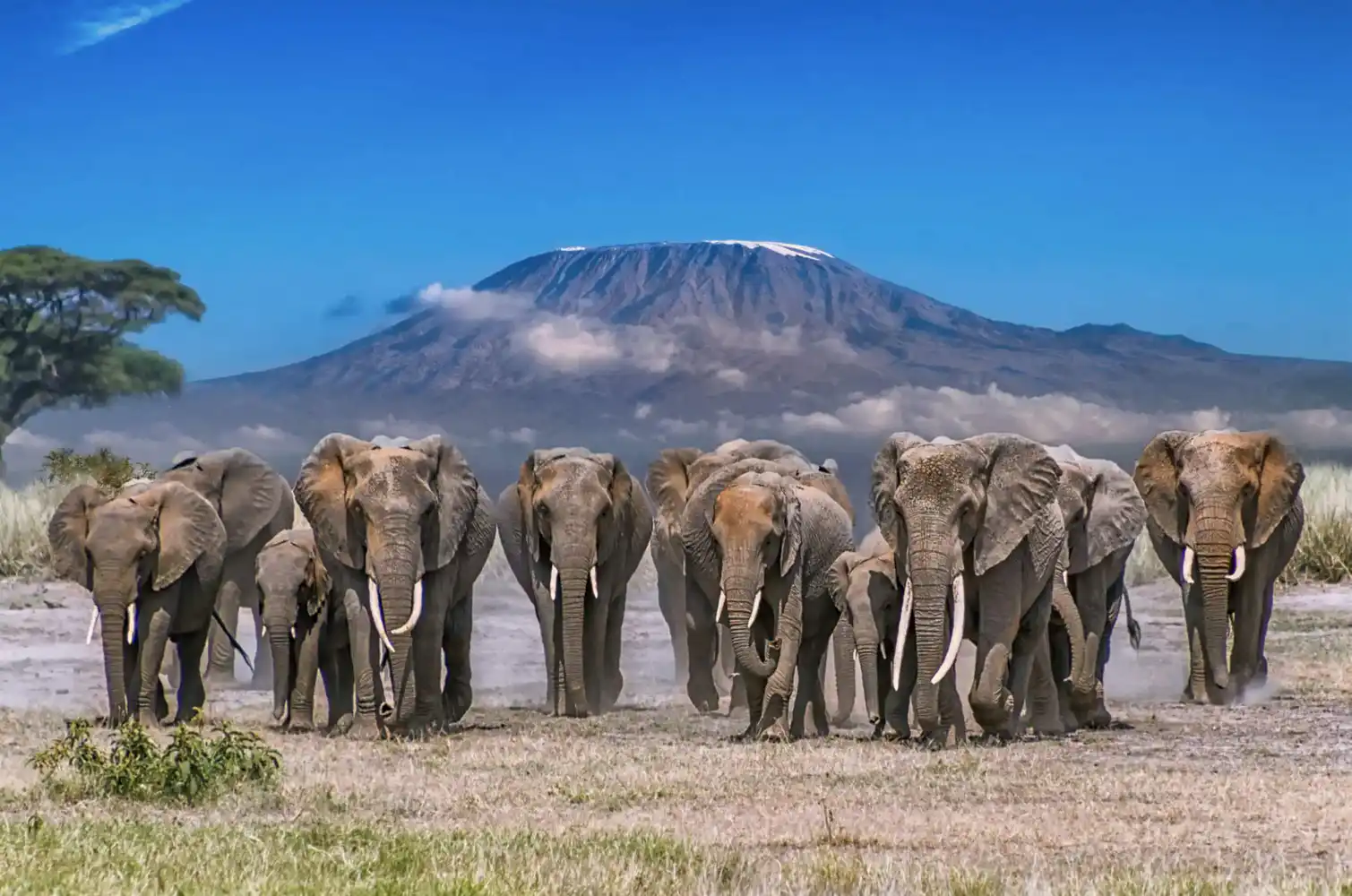 Amboseli National Park
