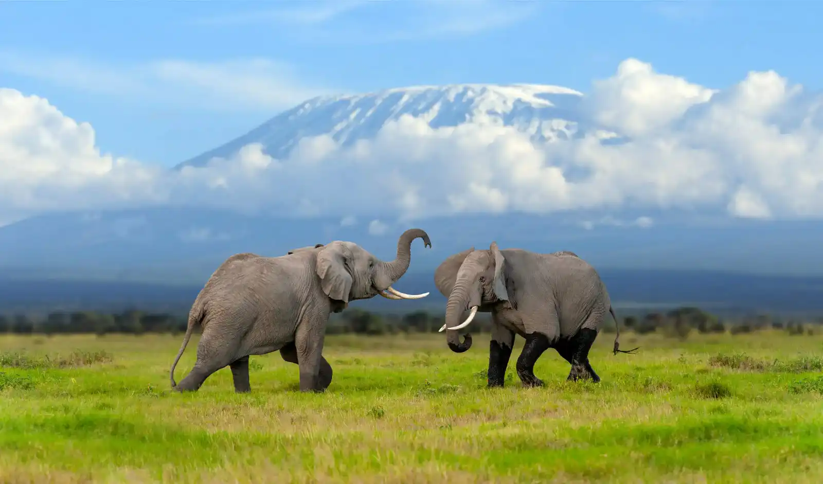 Amboseli National Park