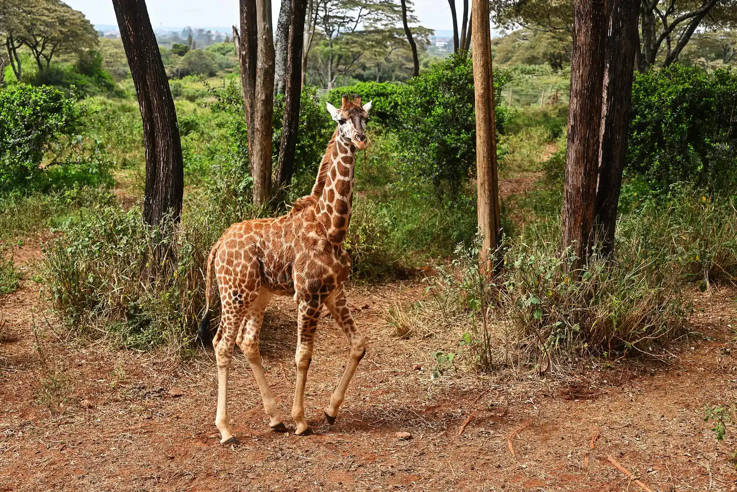 Giraffe Centre