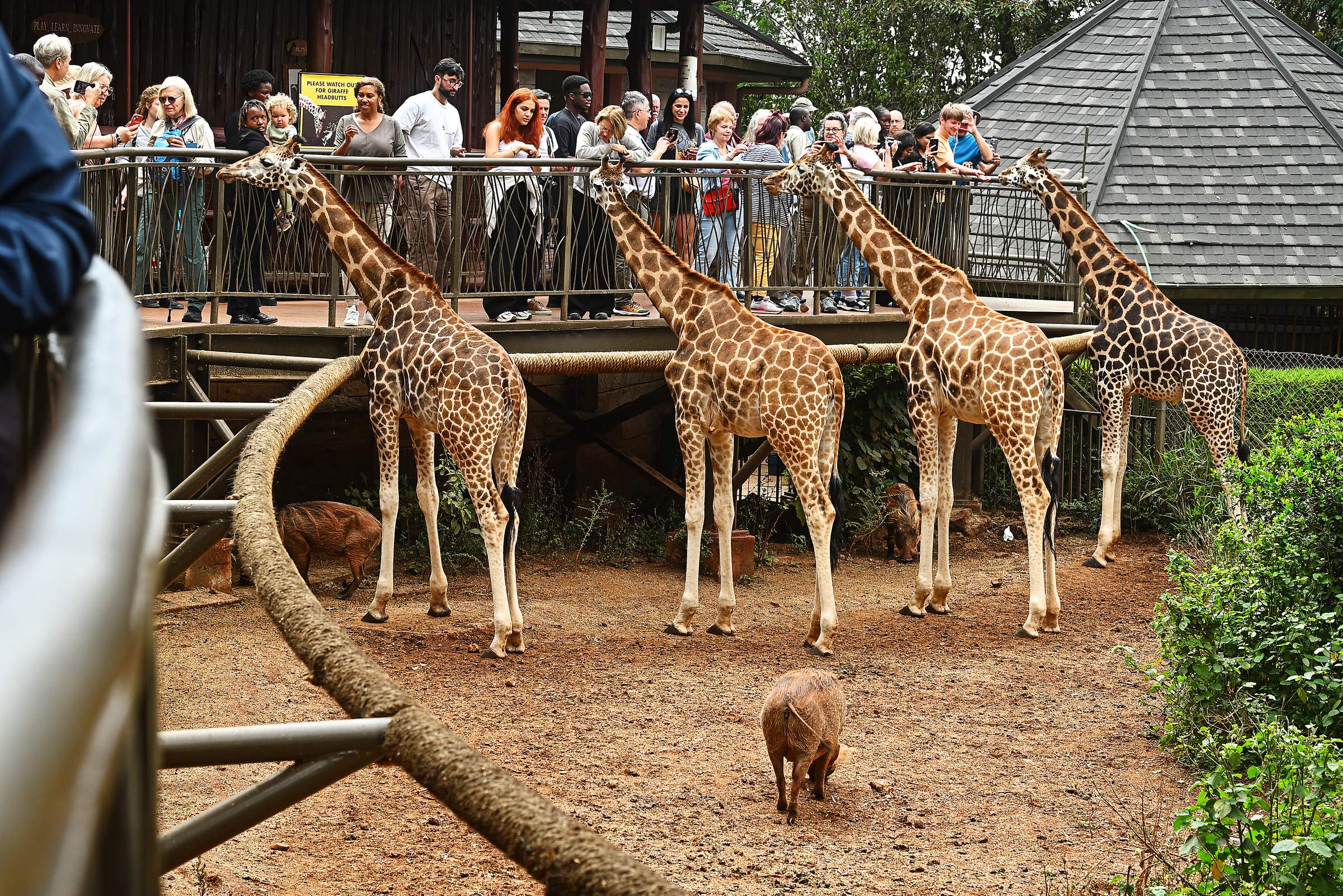 Giraffe Centre