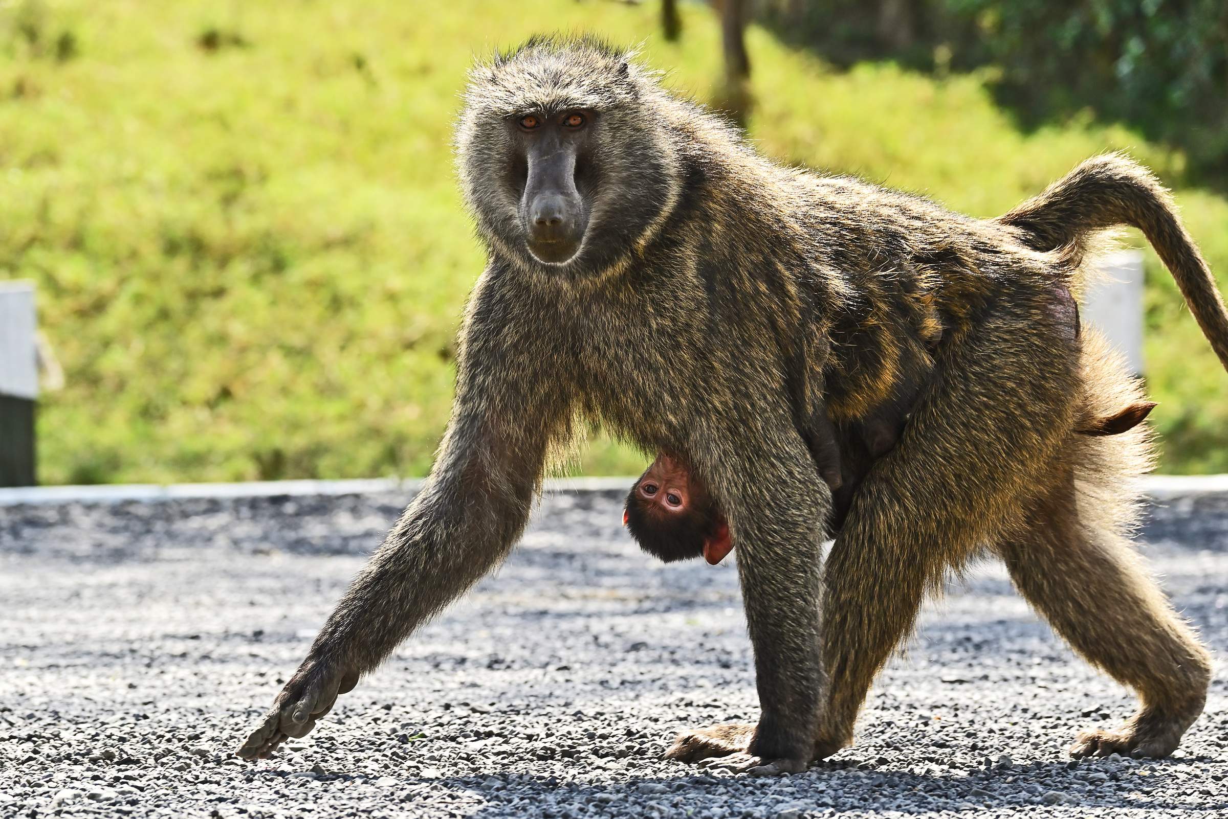 Hell’s Gate National Park
