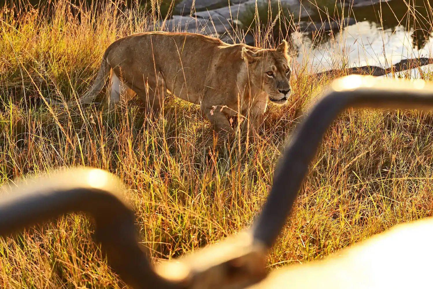 Maasai Mara