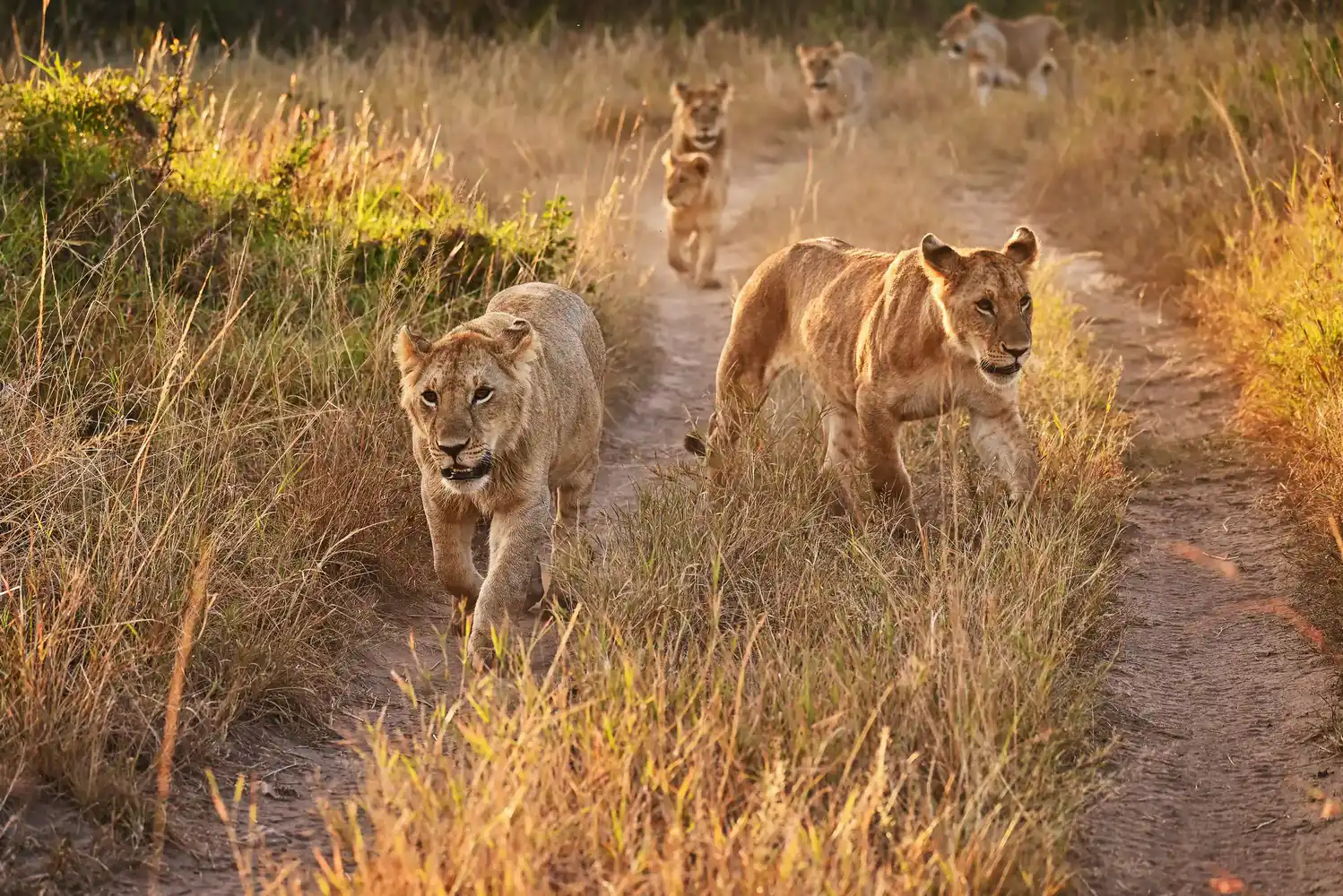 Maasai Mara