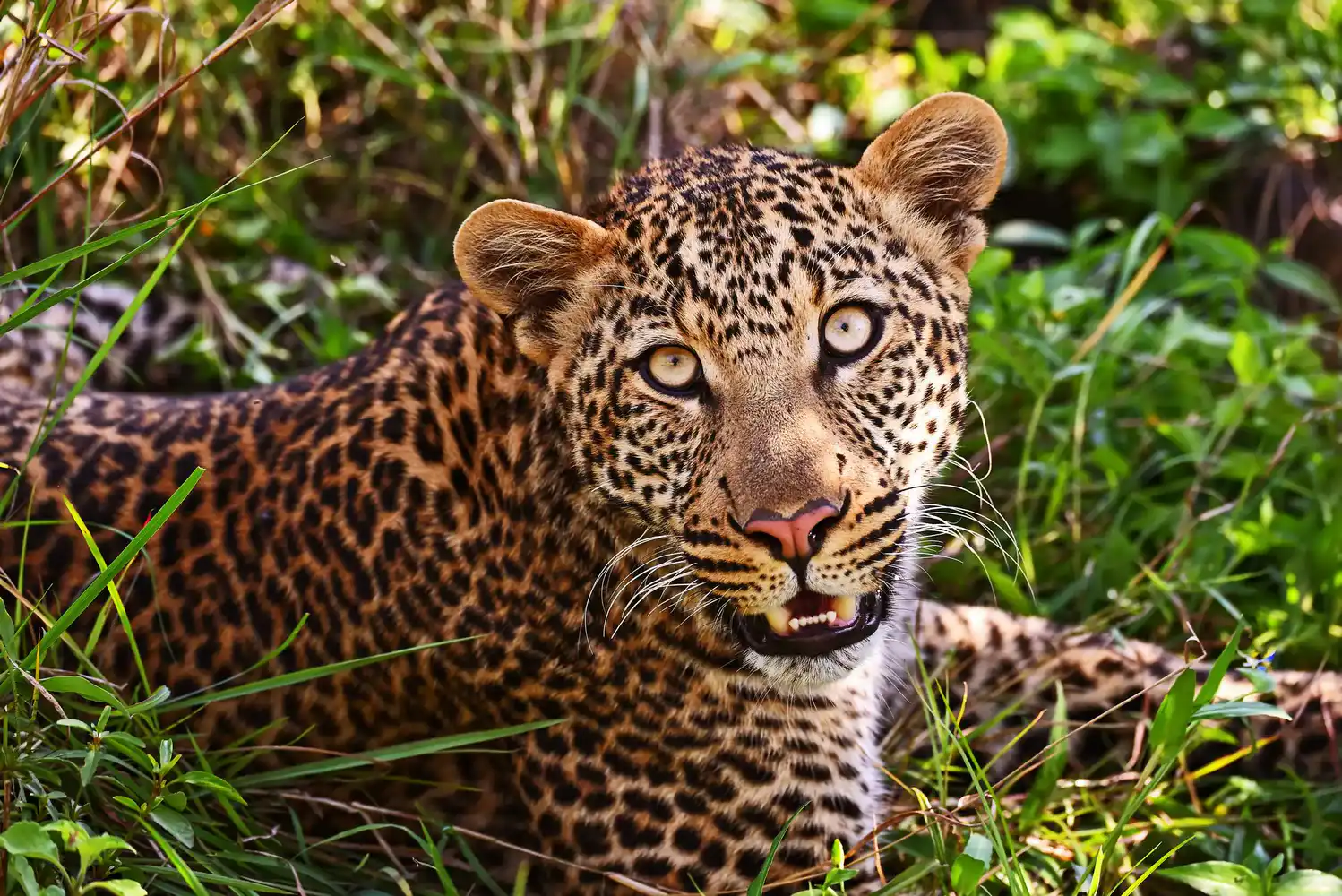 Maasai Mara