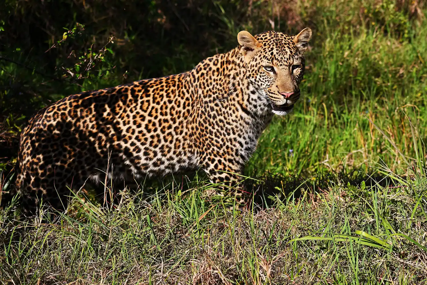 Maasai Mara