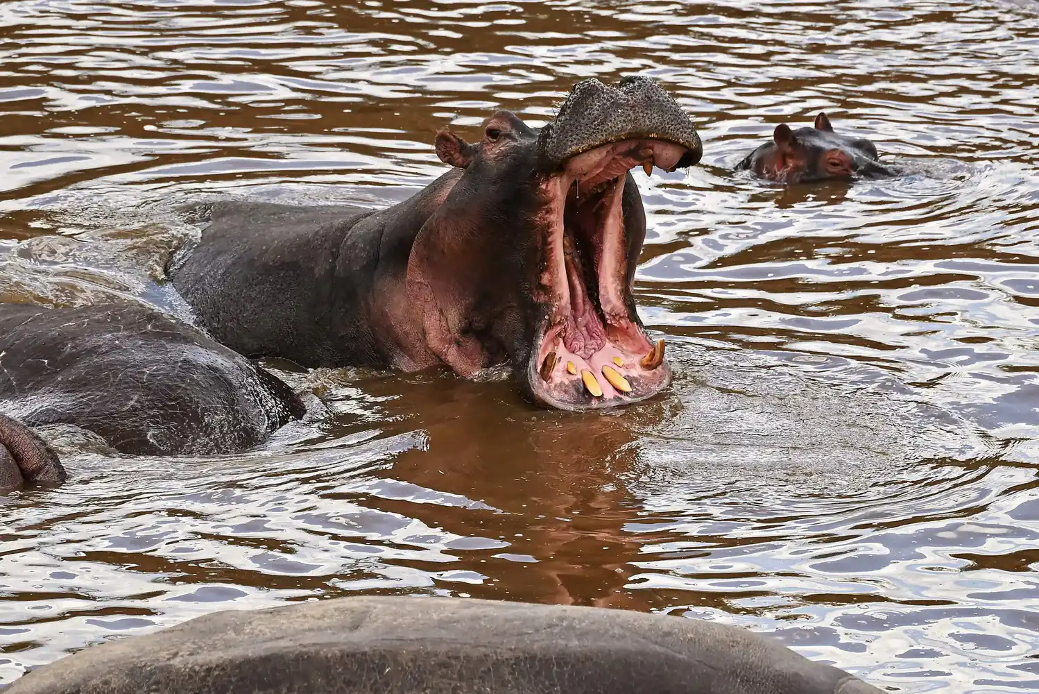 Maasai Mara