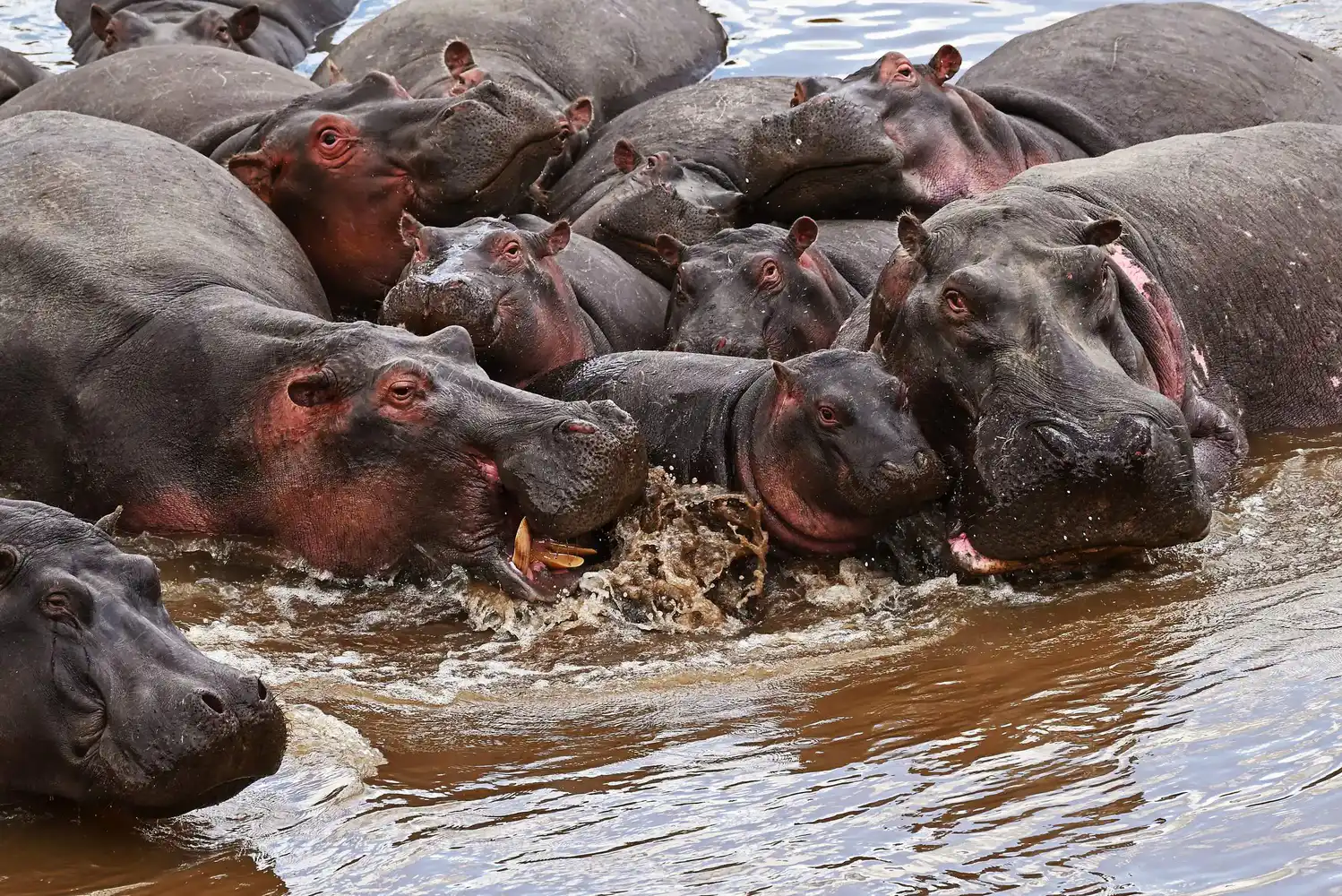 Maasai Mara
