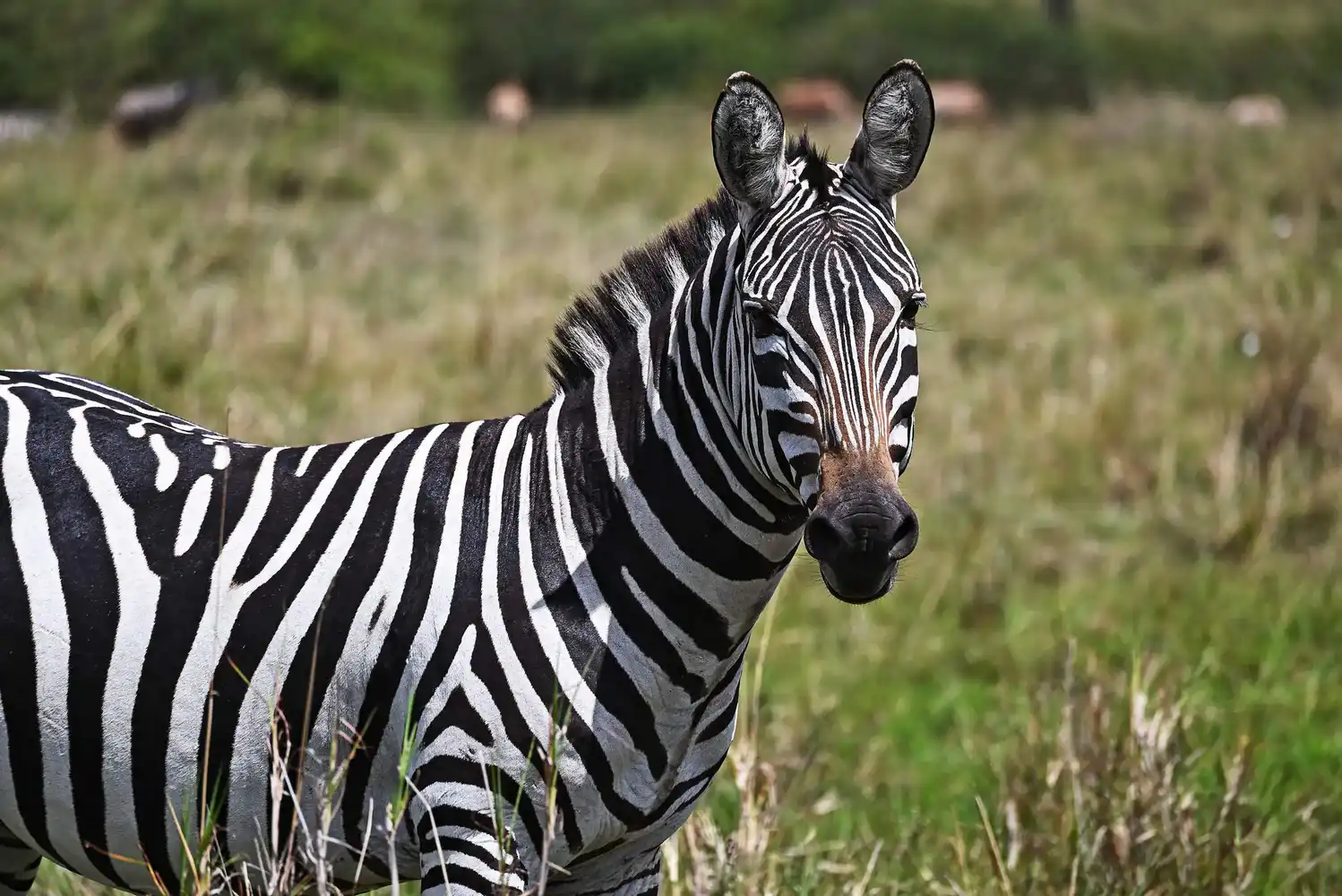 Maasai Mara