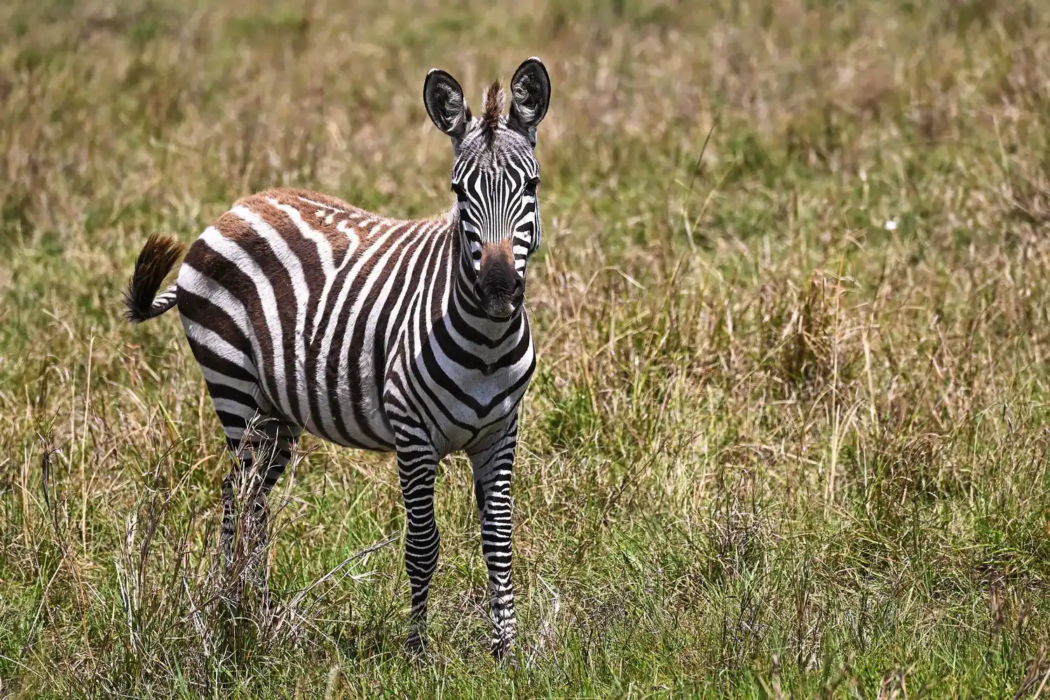 Maasai Mara