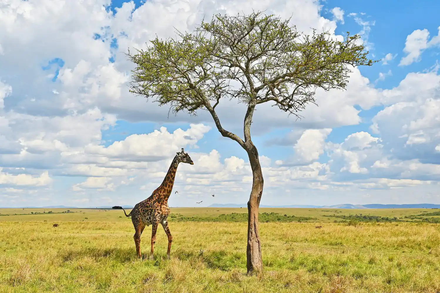 Maasai Mara