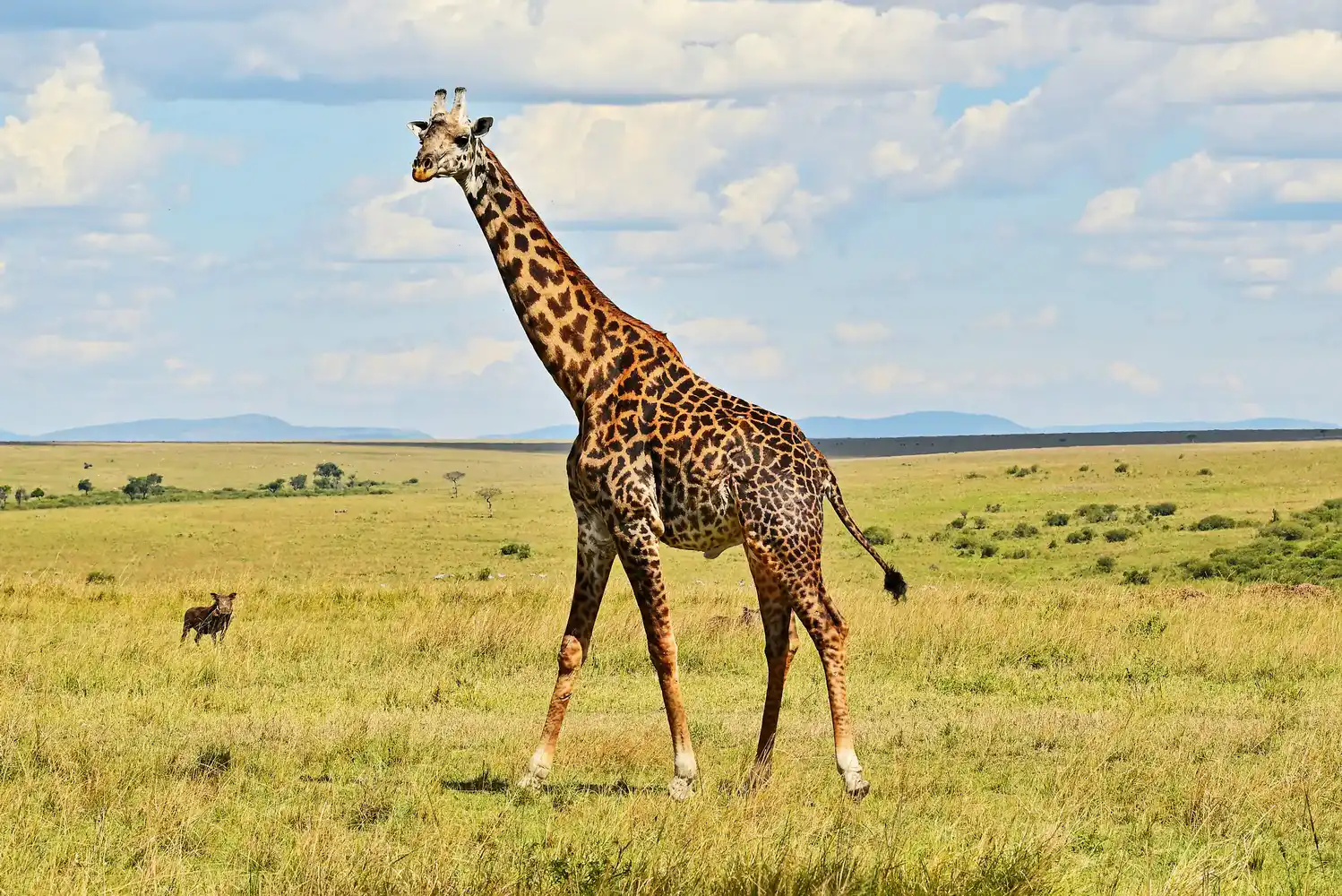 Maasai Mara