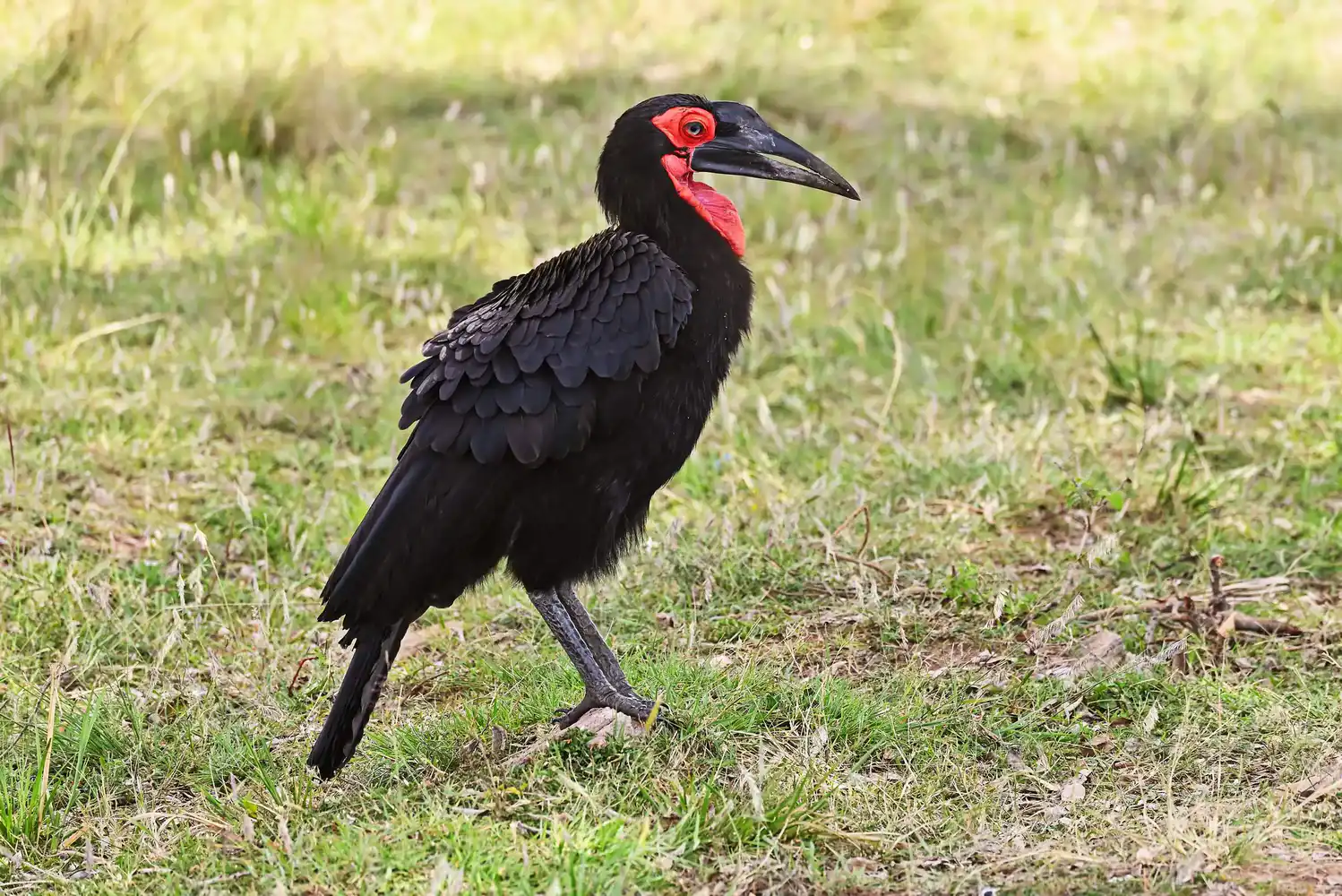 Maasai Mara