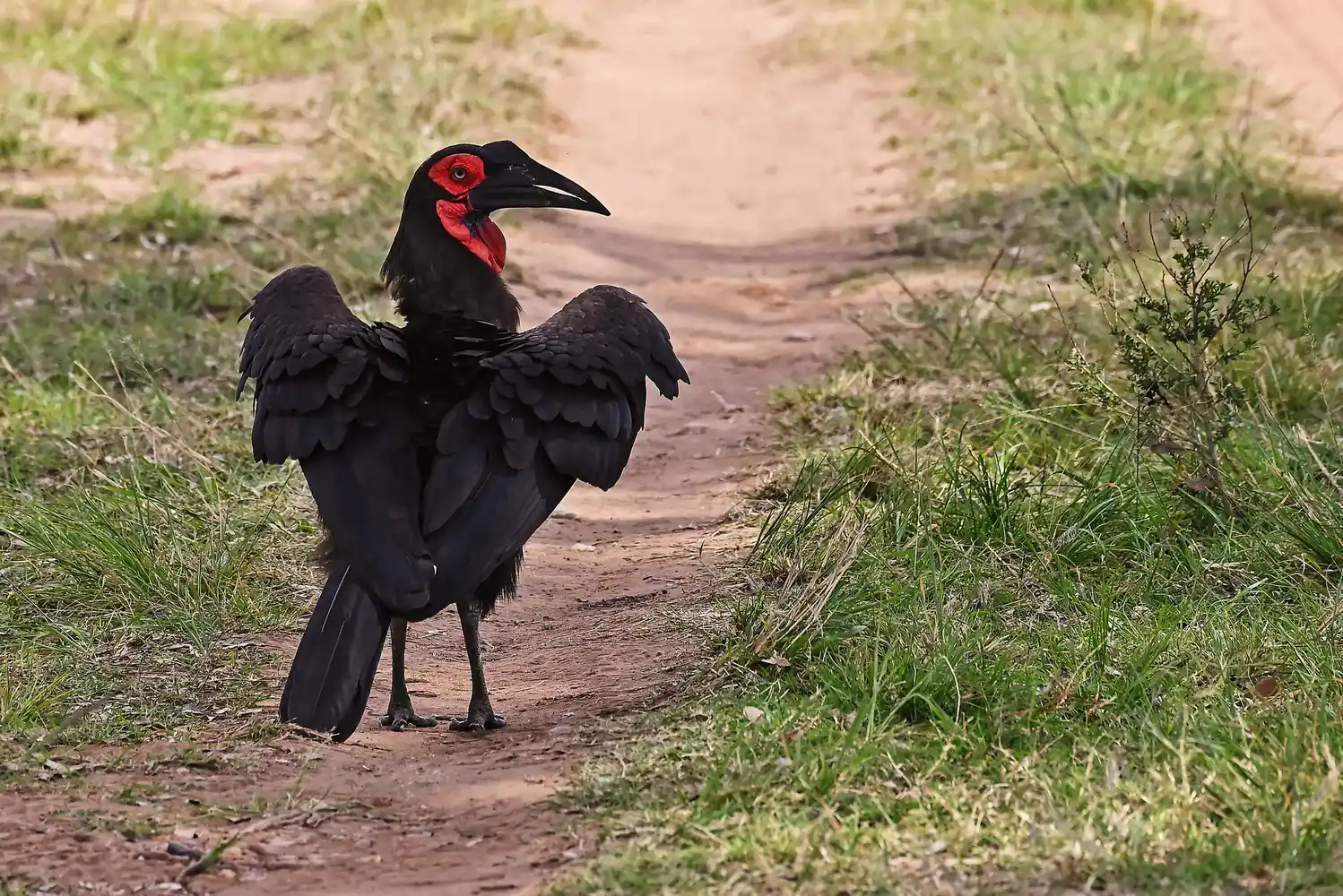 Maasai Mara