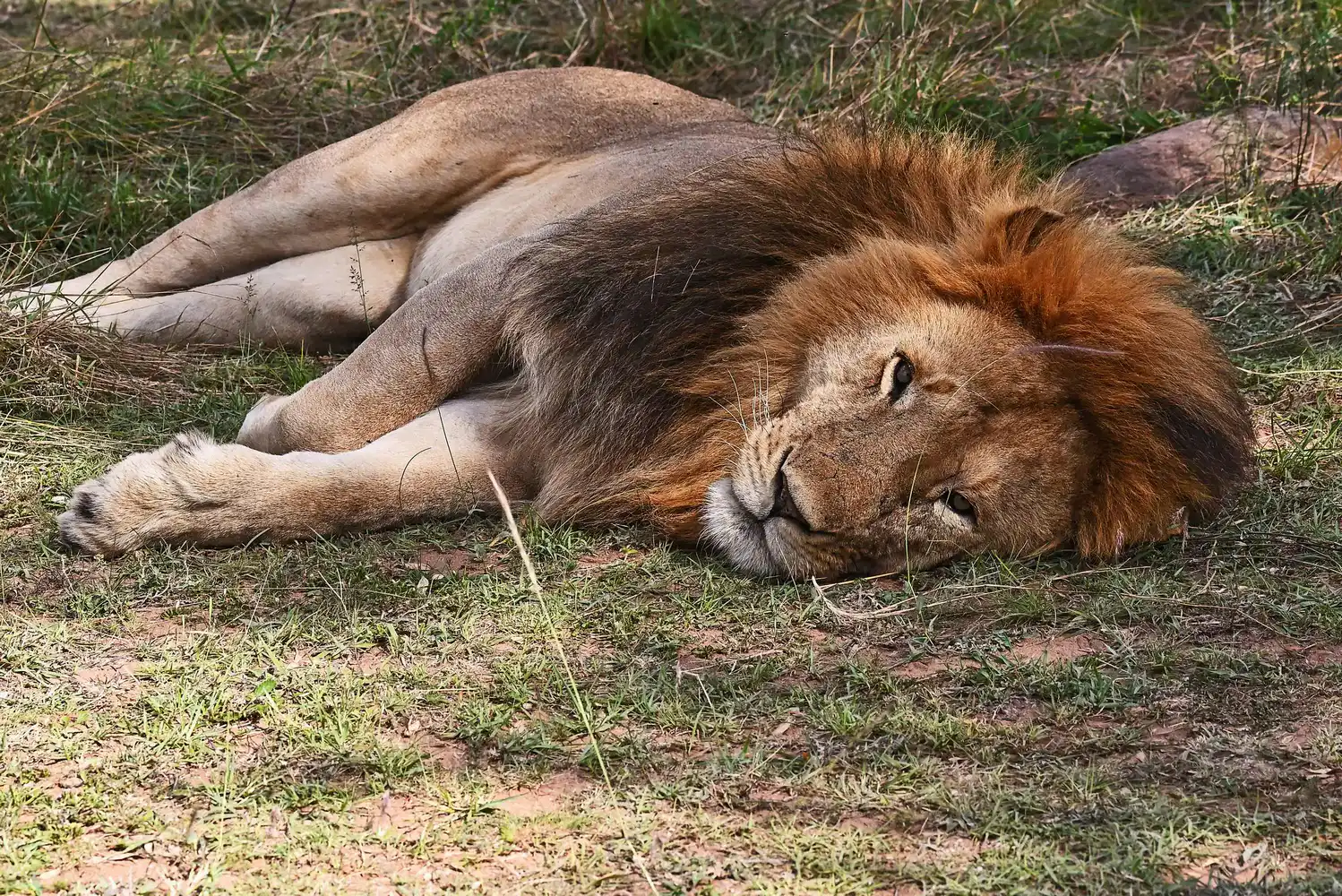Maasai Mara