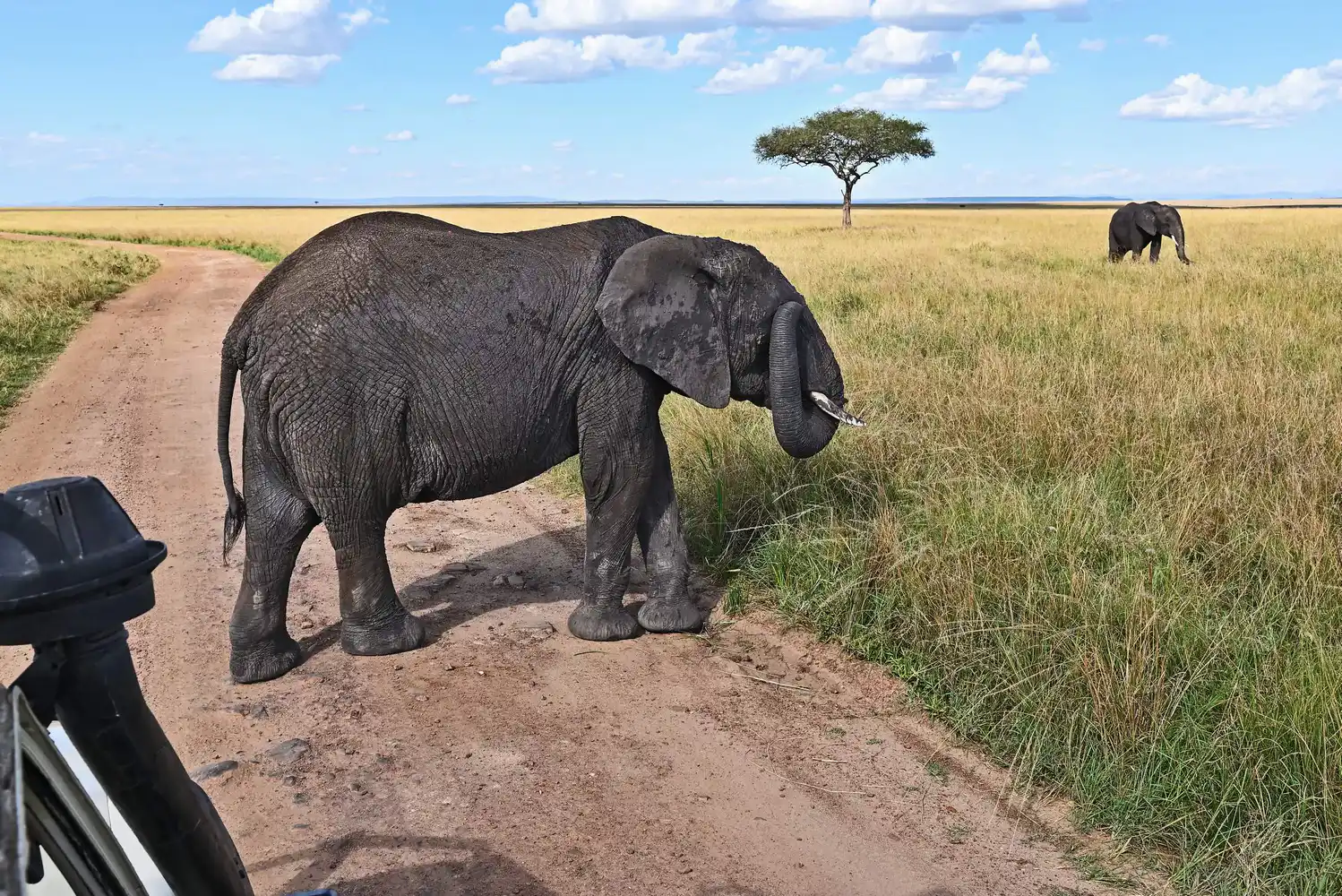 Maasai Mara