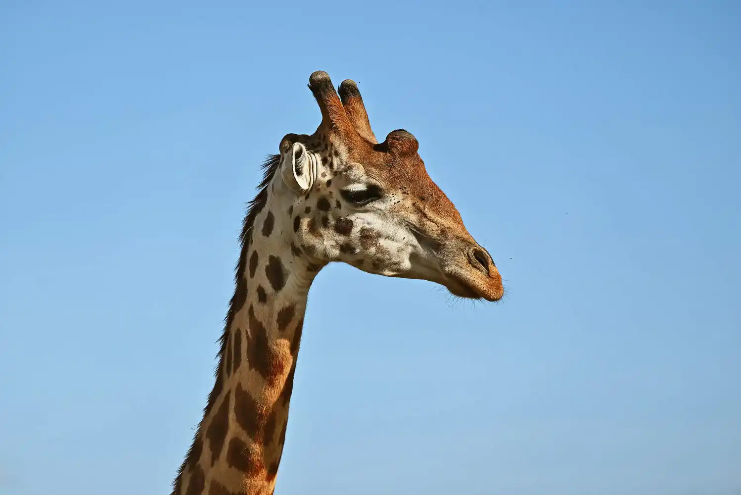 Maasai Mara